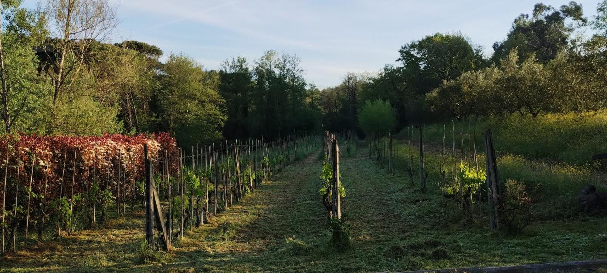 Al Sangallo Agriturismo Montecarlo Luaran gambar